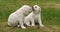 Yellow Labrador Retriever, Puppies Playing on the Lawn, Licking, Normandy in France, Slow Motion