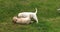 Yellow Labrador Retriever, Puppies Playing on the Lawn, Normandy in France, Slow Motion