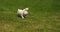 Yellow labrador retriever, puppies running on the lawn, Normandy in France, Slow Motion
