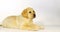 Yellow labrador retriever, puppy licking its nose on white background, normandy, slow motion