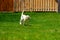 Yellow Labrador Retriever puppy running playing fetch and holding a tennis ball