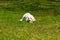 Yellow Labrador Retriever puppy running playing fetch and holding a tennis ball