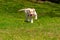 Yellow Labrador Retriever puppy running playing fetch and holding a tennis ball