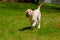 Yellow Labrador Retriever puppy running playing fetch and holding a tennis ball
