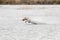 Yellow Labrador Retriever running through the water at a hunt test