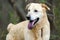 Yellow Labrador Retriever Siberian Husky mixed breed dog