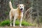 Yellow Labrador Retriever Siberian Husky mixed breed dog