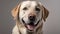 Yellow labrador retriever is smiling in front of a gray background