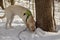Yellow Labrador retriever sniffing the tree and snow