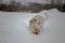 Yellow Labrador retriever sniffing under the snow