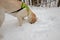 Yellow Labrador retriever sniffing under the snow