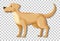 Yellow Labrador Retriever in standing position cartoon character isolated on transparent background