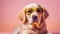 Yellow labrador retriever wearing sunglasses on a pink background