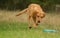 Yellow Labrador Retrieving dummy