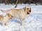 Yellow labradors in winter with a ball