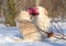 Yellow labradors in winter with a toy