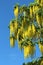 Yellow Laburnum flowers aganist a clear blue sky