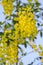 Yellow laburnum flowers on a blue sky seen