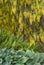 Yellow Laburnum Tree flowers drapine overtop of ferns and hosta