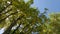 Yellow laburnum trees gimbal shot 4K UHD