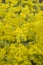 Yellow Lady bedstraw ,galium verum, this branched perennial is found in dry grasslands, growing wild in Macedonia