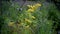 Yellow lady\'s bedstraw on background of green grass