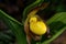 Yellow lady`s slipper or moccasin flower blooming in springtime. It is a lady`s slipper orchid native to North America.