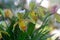 Yellow Lady`s Slipper Orchid