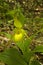 Yellow Lady\'s-Slipper, Spring, Great Smoky Mtns NP