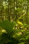 Yellow Lady\'s-Slipper, Spring, Great Smoky Mtns NP
