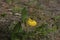 Yellow Lady Slipper