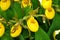 Yellow Lady Slipper Orchids