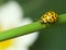 Yellow ladybird