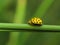 Yellow ladybird