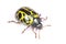 Yellow Ladybird Beetle