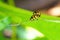 Yellow ladybirds pair on a plant leaf. Close-up. Bright cheerful illustration about summer. Funny snapshot on the topic of love or