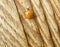 Yellow Ladybug Climbing on the Light Brown Wooden Wall