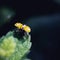Yellow ladybug flight