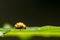 Yellow Ladybug On Green Leaf