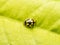 Yellow Ladybug Macro