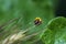 Yellow Ladybug Macro