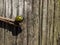 Yellow ladybug, mariquita leopardo Calligrapha polyspila on a stick with a wooden background