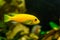 Yellow lake malawi cichlid in closeup, popular aqarium pet in aquaculture, tropical fish specie from Africa