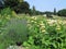 Yellow Lampwick Plant Phlomis russeliana