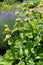 Yellow Lampwick Plant Phlomis russeliana