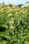 Yellow Lampwick Plant Phlomis russeliana