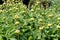 Yellow Lampwick Plant Phlomis russeliana