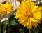 Yellow Lance-leaved coreopsis in a garden