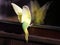 Yellow landing parakeet closeup view