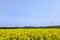 Yellow landscape with turbines